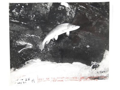 Lachs springt Fluss Stromschnellen Wasserfall Anglia TV Times Bildbibliothek Vintage Foto