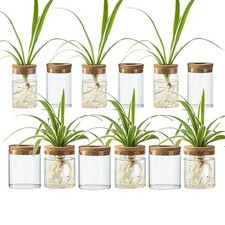 CHPINDAM Glass Propagation Stations for Plants -Desktop Flower Vases,Propagation