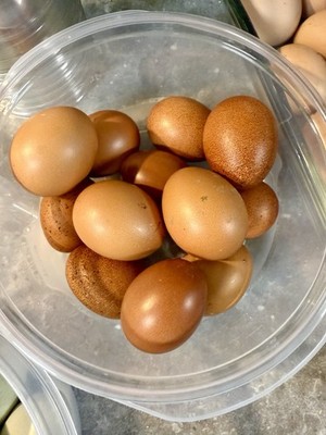 Marans brown poultry hatching eggs for incubation, breeding, and raising chicks