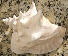 HUGE LARGE QUEEN KING HELMET HORNED SPIRAL CONCH SHELL NATURAL SPECIMEN 8"
