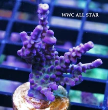 WWC ALL STAR - SPS LIVE CORAL
