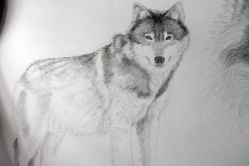 15" Vintage Pencil Drawing Sketch Wolves Pups Candace McCall Americana III - Picture 4 of 5