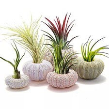 5pcs Mini Sea Urchin Shell Hanging Flower Pot Air Pineapple Plant Holder DIY