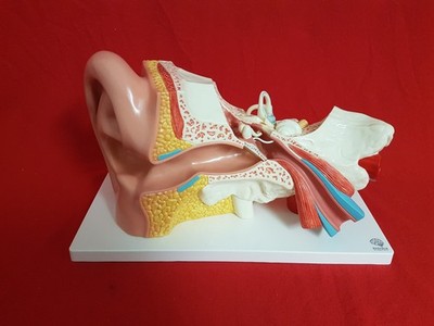 Evotech Human Ear Model Anatomy, 4 Parts 3X Enlarged Anatomical Model Display