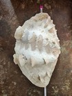 Large Vintage Fluted Giant Clam Shell (Tridacna Squamosa) 12inx8in — photo 4