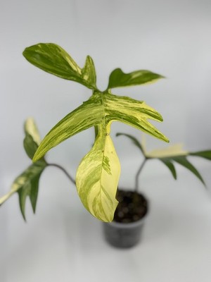 platycodon plant Balloon Flower Plant main image 0