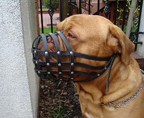 Muso per cane Biothane | addestramento e comportamento | forte e impermeabile | cane De Bordeux - Foto 10 di 17