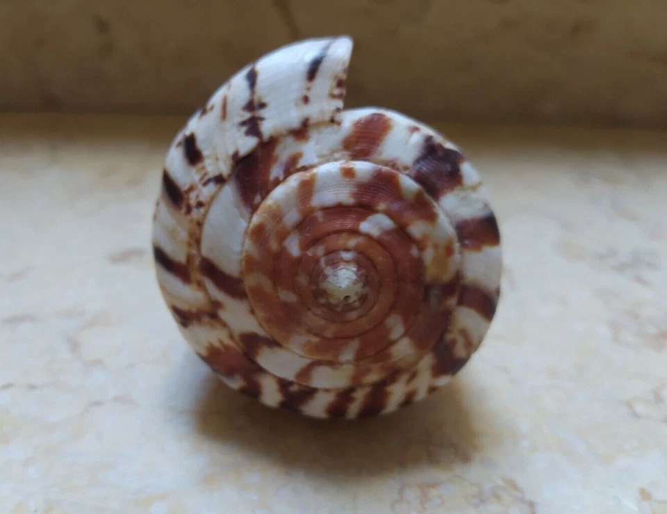 Conus vexillum sumatrensis 113.5 mm nice Pattern Nature massive shell Specimen - Image 3 of 4