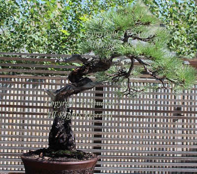 10 Seeds Pinus wallichiana Himalayan Pine Tree-Long needles Bonsai Seed  Sale | eBay