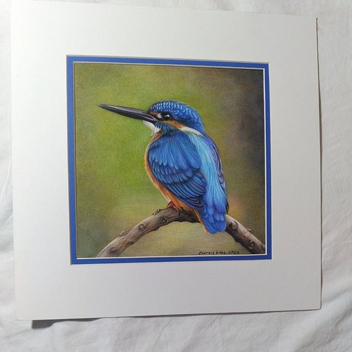 Original Colored Pencil Drawing Blue Common Kingfisher Bird Cynthia Knox - Picture 2 of 6