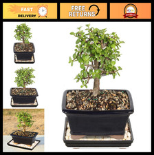 Medium Live Jade Bonsai Tree - 5-Year Old Indoor Plant, Easy Care, Perfect Gift