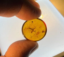 A101 BU1560 Big Pseudoscorpion orthoptera nymph in Burmese Amber Myanmar ~99mya