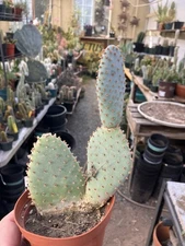 Opuntia basilaris Beavertail Cactus 7"Tall #43W