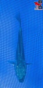 5" DOITSU SORAGOI Live Koi Fish Garden Pond BKD 6/3