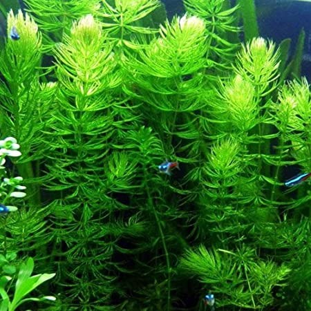 Freshwater Aquarium Plants: Ultimate Guide to Vibrant Aquascapes