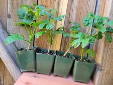 Trevesia palmata 'Micholitzii' (Snowflake Aralia).