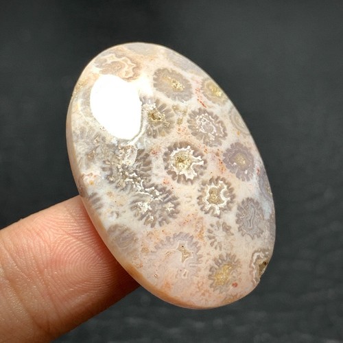 Natural Coral Fossil Cabochon 35x19x7.5mm High Quality 48 ct - Picture 6 of 7