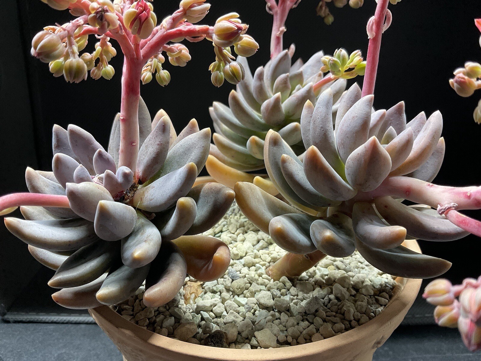 Pachyphytum oviferum shireiden