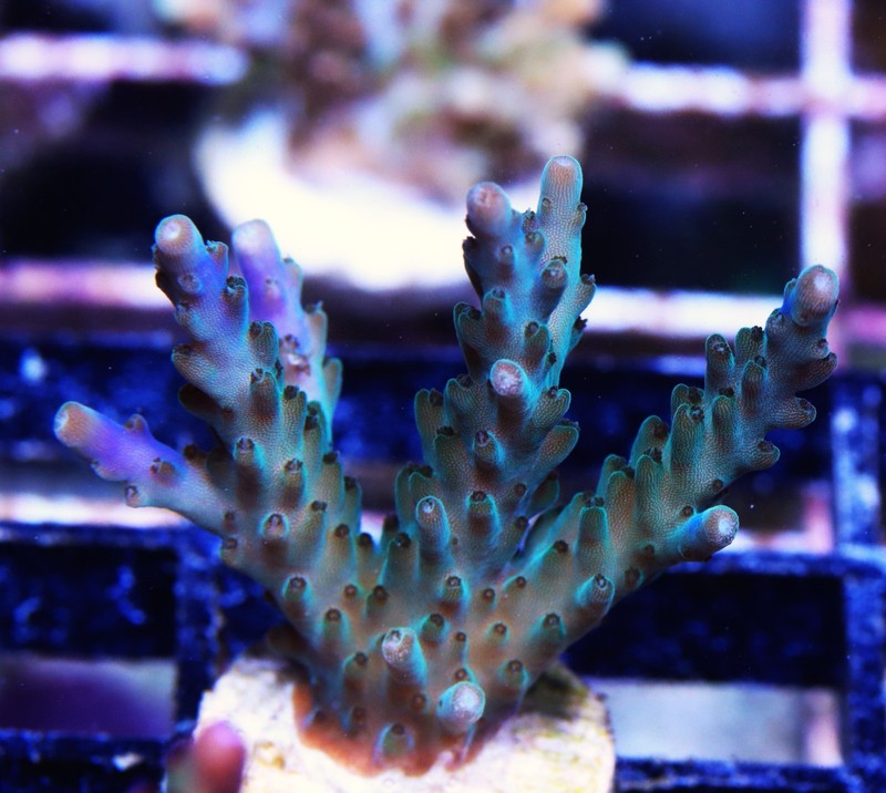 Purple Tips Acropora Frag Zoanthids Zoa Paly SPS LPS Corals, WYSIWYG