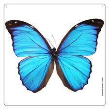 K&uuml;hlschrank - Magnet: Morpho - Schmetterling - butterfly - papillon