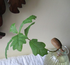 Small Clear Glass Vase with Germinated Acorn ~ Healthy Bare Rooted Oak Sapling