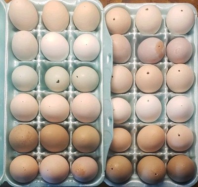 36 Empty Chicken Egg Shells Easter Decor Arts Crafts Natural Assorted Colors