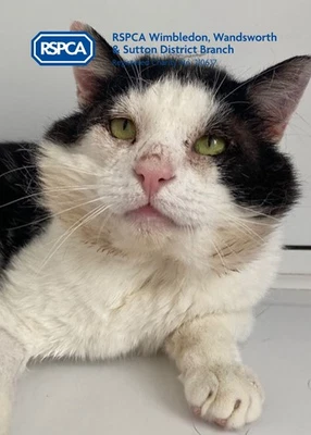 RSPCA WIMBLEDON WANDSWORTH & SUTTON DISTRICT RSPCA WIMBLEDON HELPED DOLAN - PLEASE DONATE TO HELP US CARE FOR MANY MORE CATS!