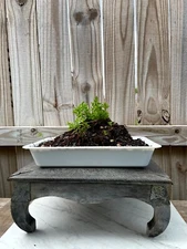 AWESOME! Beautiful Chinese ELM Pre-Bonsai, 18 Years, HUGE TRUNK