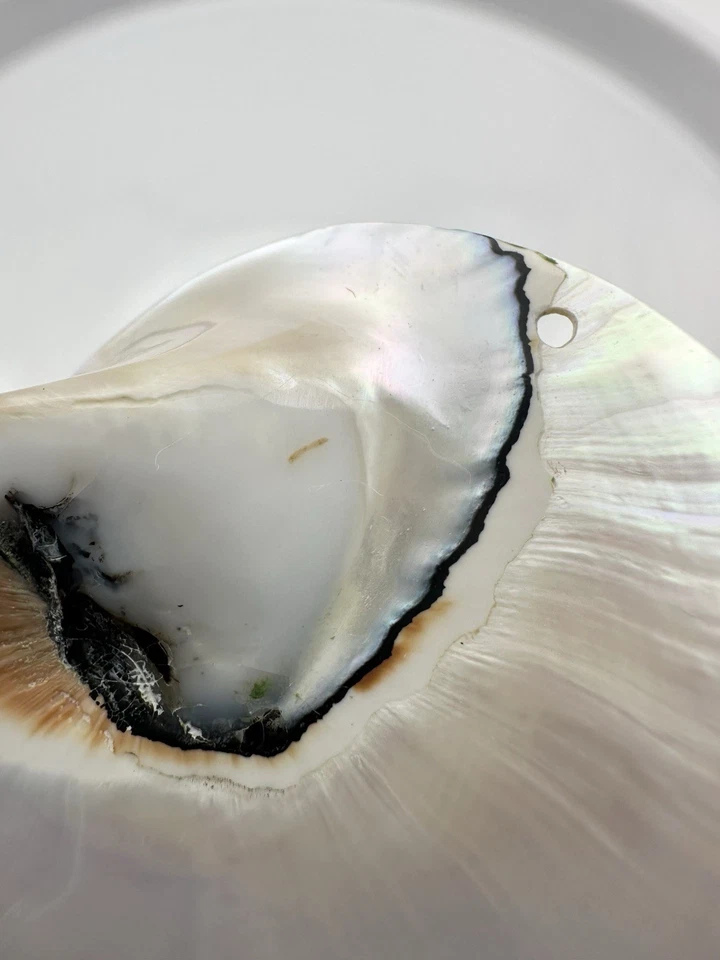 White Pearl Nautilus Shell Handmade Pendant in Half Cut Nautilus - Image 4 of 4