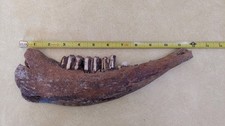 Bison Partial Jaw Bone Fossil with 3 Teeth 12