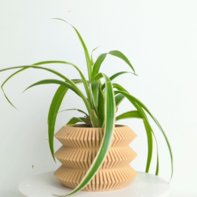 buy lotus plant BUY 2 GET 1 FREE Tiger Lotus (Nymphaea zenkeri)  Florida Aquascaping