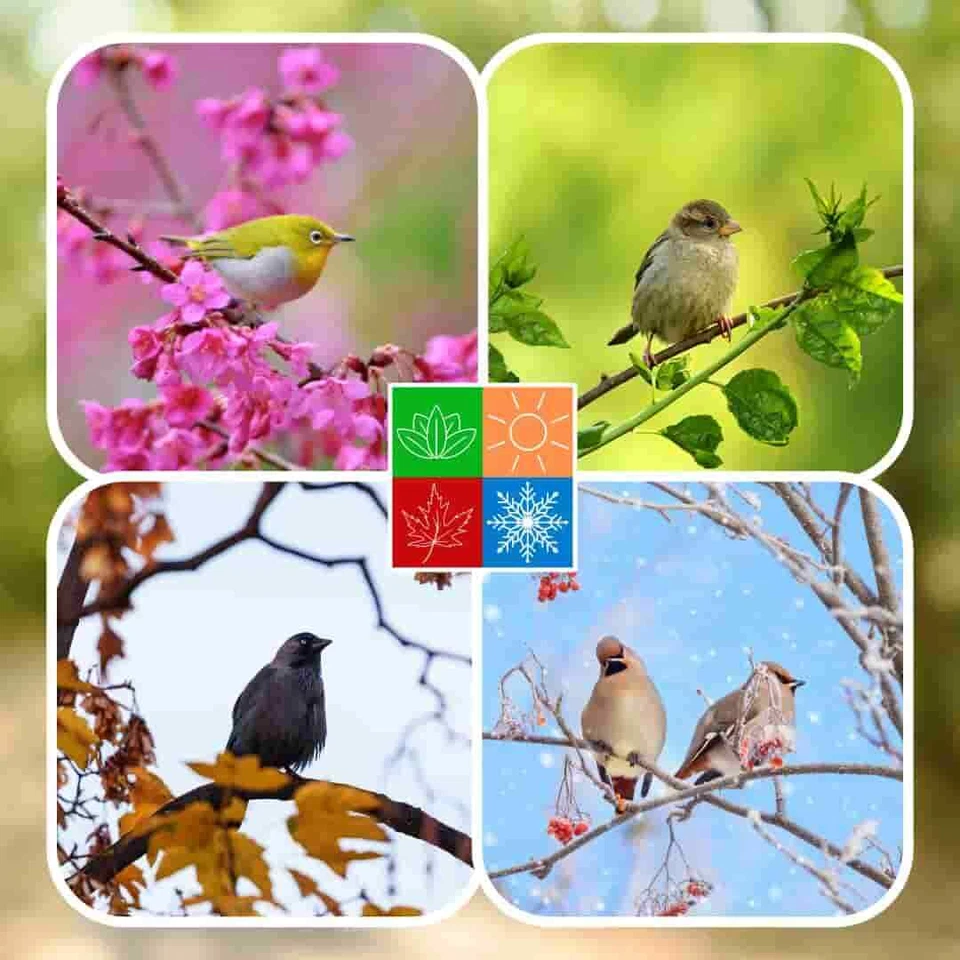 Fettfutter 10 kg, Vogelfutter Wildvögel Mischfutter 4 Jahreszeiten Streufutter - Bild 2 von 4