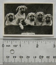 1939 Senior Service Dogs No. 33 Mastiff Puppies