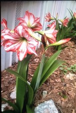 Amaryllis 4 Bulbs White with Red Stripes Outdoor Type Various Sizes