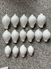 White Egg Cowries Seashells 1 Pcs