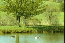 1970s 35mm Slide Canada Geese Pond Green Trees Rural spring Foliage Landscape