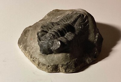 Trilobite fossil (Devonian)