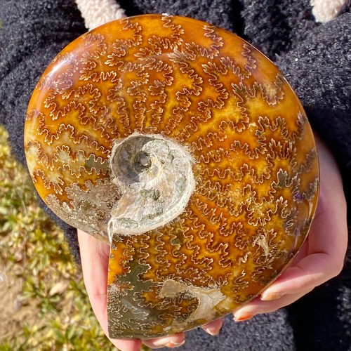 2.5LB Rare natural conch minerals | Marine collectibles | Beach decorations - 第 11/12 張圖片