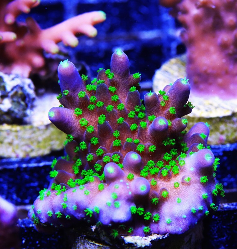 Garf Bonsai Acropora Frag Zoanthids Zoa Paly SPS LPS Corals, WYSIWYG
