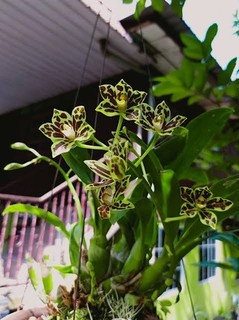 Grammatophyllum scriptum var. Kiilani 01