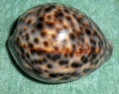 RFM 62665 Vietnam Bluish & Peach Cypraea tigris Linne 1758 66mm Vietnam collecte
