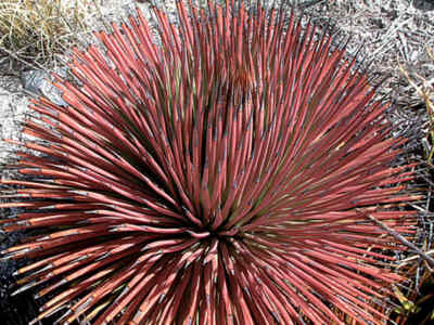 Agave stricta Rubra, Red Hedgehog Agave, Perennial Spiny Succulent - 5 Semi