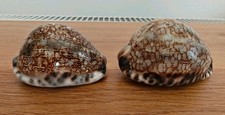 2 Vintage Mauritia Grayana Natural Sea Shells Cowrie