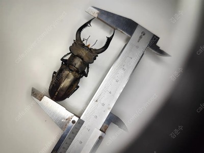 69mm lucanus nobilis huge vietnam rare