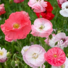 Shirley Poppy Seed mix 250 seeds