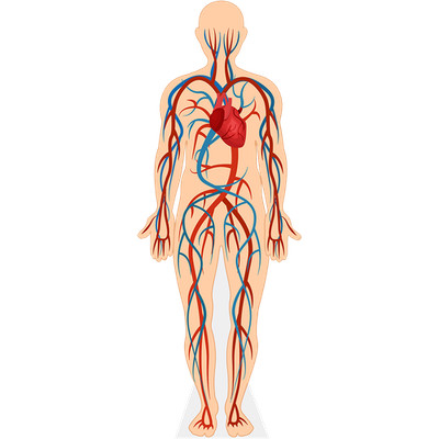 Human Body (Circulatory System) Pappaufsteller lebensgross