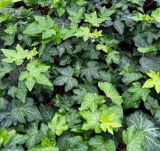 5 LIVE ENGLISH IVY CUTTINGS Hedera Helix SOME WITH ROOTS ORGANIC