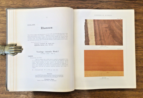 1919 (SCARCE): The HARDWOODS of AUSTRALIA & their Economics’, Richard T Baker - Picture 4 of 10