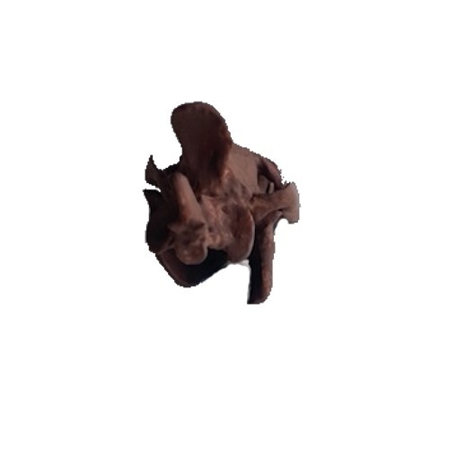1:6 scale Fossil Oreodont Skull Replica, Doll House, Sculpture, Halloween - Picture 5 of 9