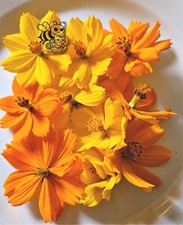 300 Cosmos Seeds Yellow  Orange